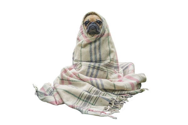 Turboszczotka - pranie dywanów, które zostawi uśmiech na twarzy